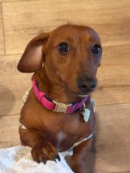Lost Female Dog last seen Via Mira Mosa and Hunter, Murrieta, CA 92563