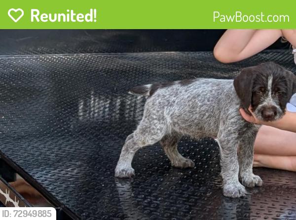 Reunited Female Dog last seen Cameron Rd/Little Rockfish Creek, Hope Mills, NC 28348