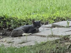Found/Stray Unknown Cat last seen Midway and Wright Brothers Dr., Addison, TX 75001