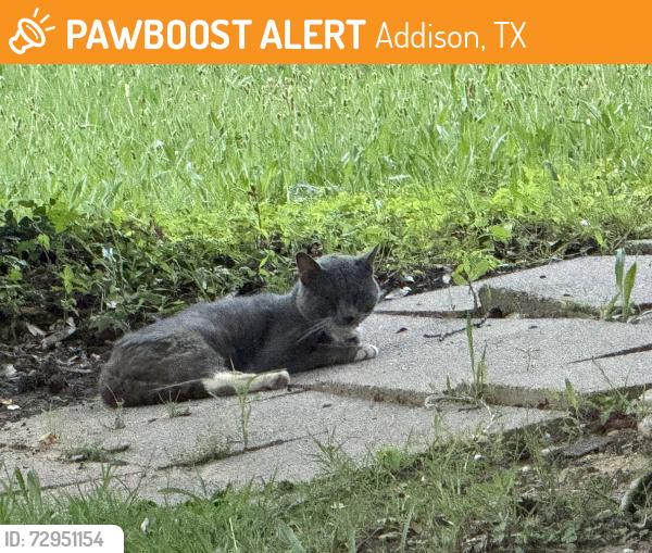 Found/Stray Unknown Cat last seen Midway and Wright Brothers Dr., Addison, TX 75001