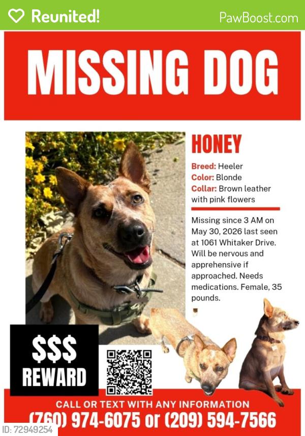 Reunited Female Dog last seen Whitaker Park, Reno, NV 89503