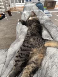 Lost Male Cat last seen Sunrise Elementary, Sandy, UT 84092