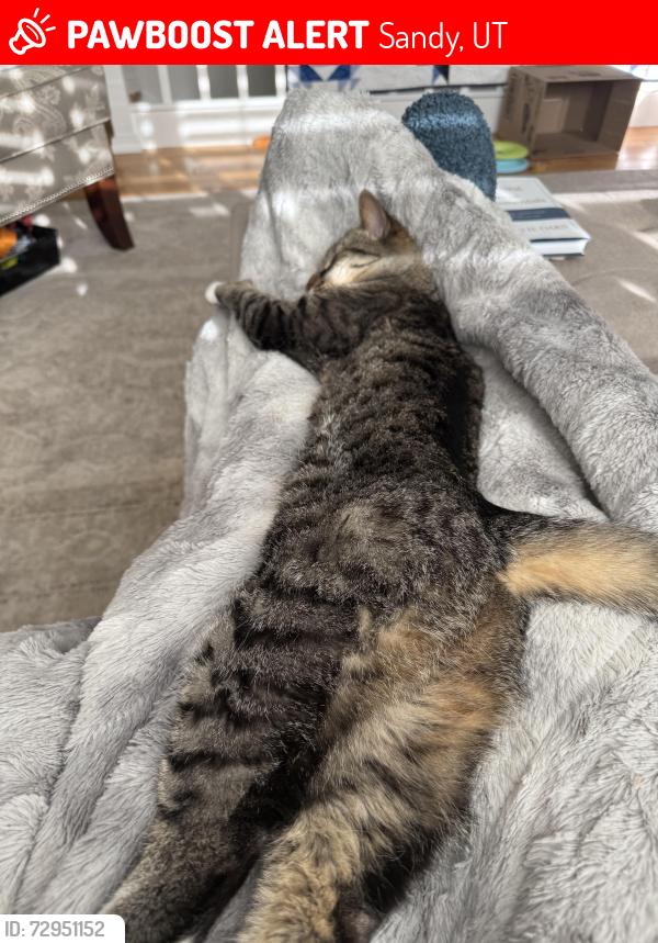 Lost Male Cat last seen Sunrise Elementary, Sandy, UT 84092