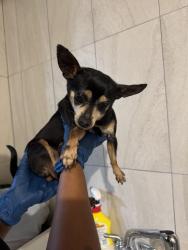 Found/Stray Female Dog last seen Cedarcrest road, Paulding County, GA 30101