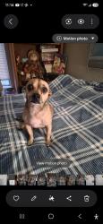 Lost Male Dog last seen Calimyrna/Fresno st, Fresno, CA 93710