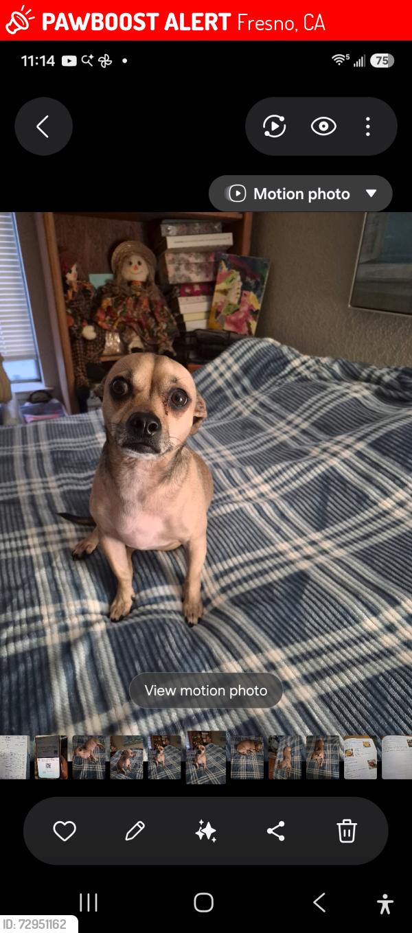 Lost Male Dog last seen Calimyrna/Fresno st, Fresno, CA 93710