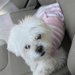 Lost Female Dog last seen Shopping plaza, park, church, haverford avenue , Philadelphia, PA 19139
