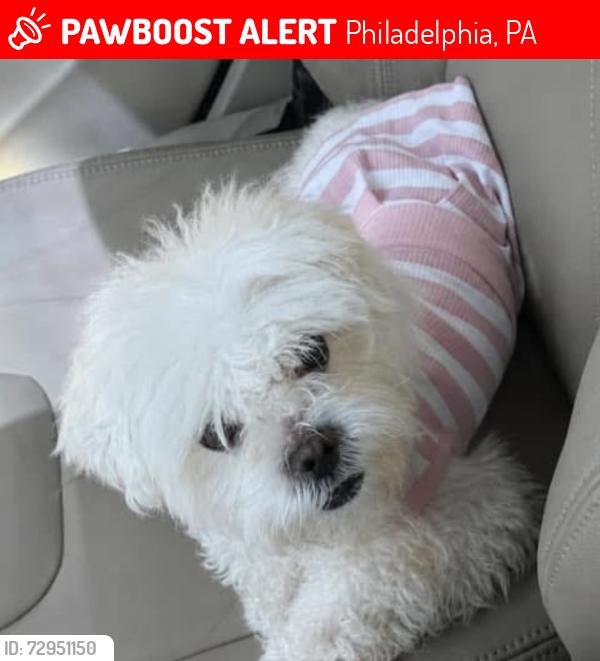 Lost Female Dog last seen Shopping plaza, park, church, haverford avenue , Philadelphia, PA 19139