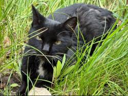Lost Female Cat last seen Jasmine Community, Cobblecreek Street and Magdalena, Chula Vista, CA 91913