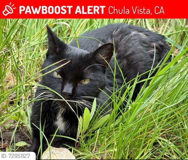 Lost Female Cat last seen Jasmine Community, Cobblecreek Street and Magdalena, Chula Vista, CA 91913