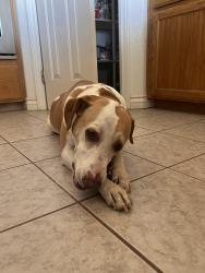 Found/Stray Female Dog last seen Oak hills rd and clover ct , Oak Hills, CA 92344