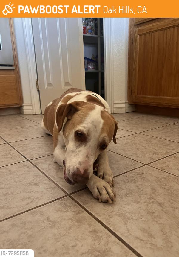Found/Stray Female Dog last seen Oak hills rd and clover ct , Oak Hills, CA 92344