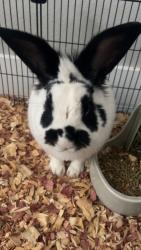 Lost Male Rabbit last seen Gibson and university , Albuquerque, NM 87106