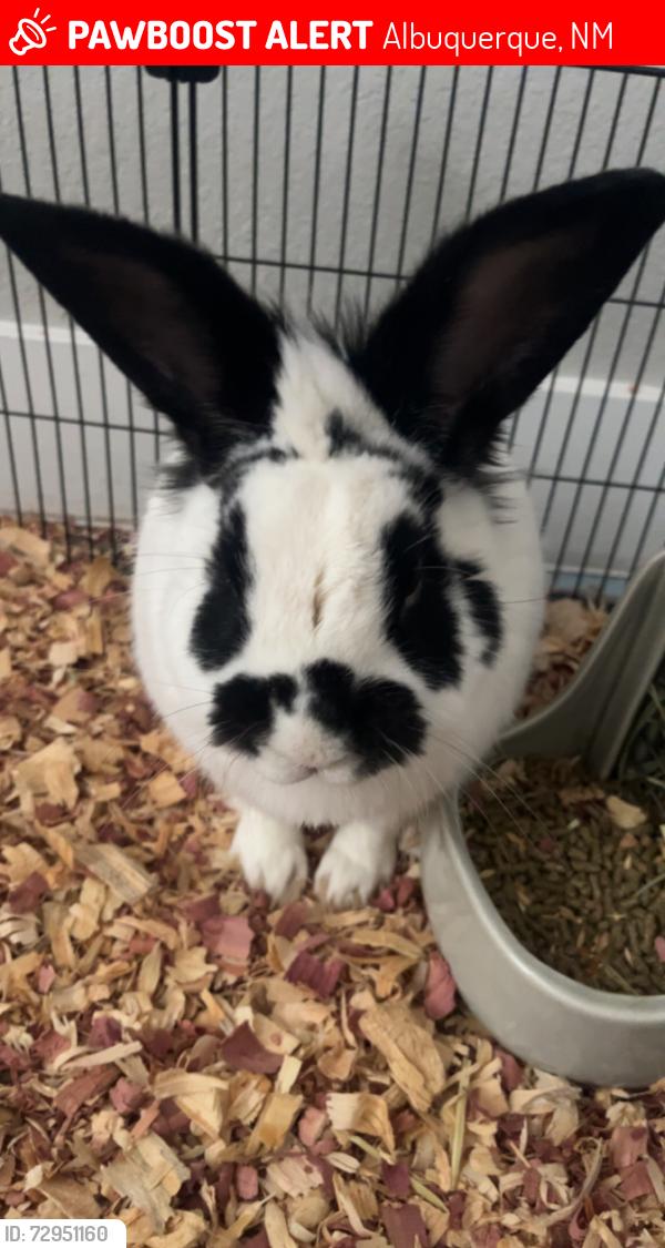 Lost Male Rabbit last seen Gibson and university , Albuquerque, NM 87106