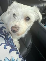 Found/Stray Male Dog last seen 8th street and 137nd avenue , Tamiami, FL 33184