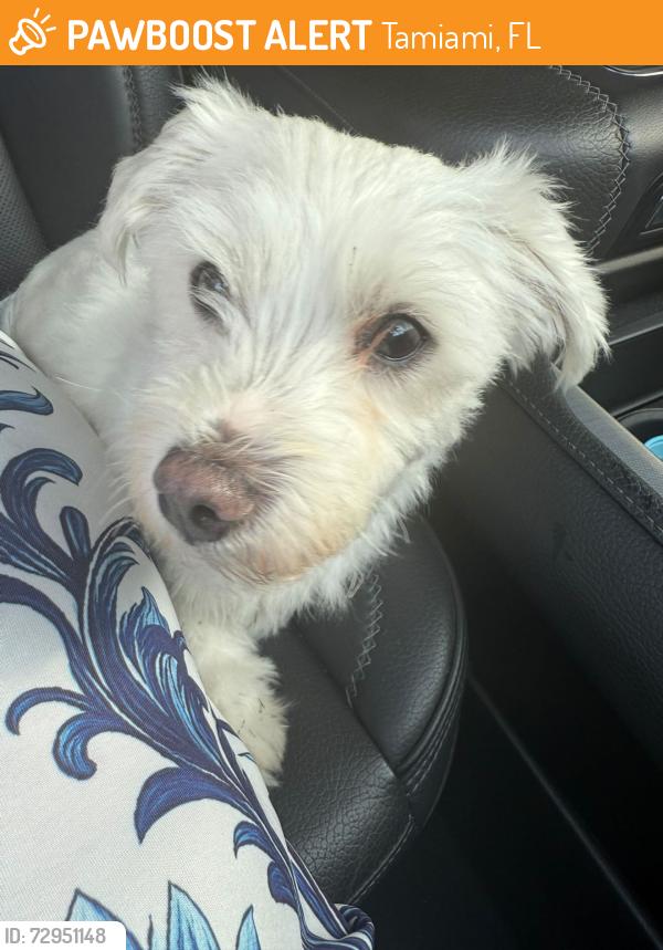 Found/Stray Male Dog last seen 8th street and 137nd avenue , Tamiami, FL 33184