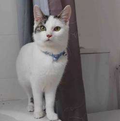 Reunited Female Cat last seen Sheil Road, Fairfield, England L7 0HT