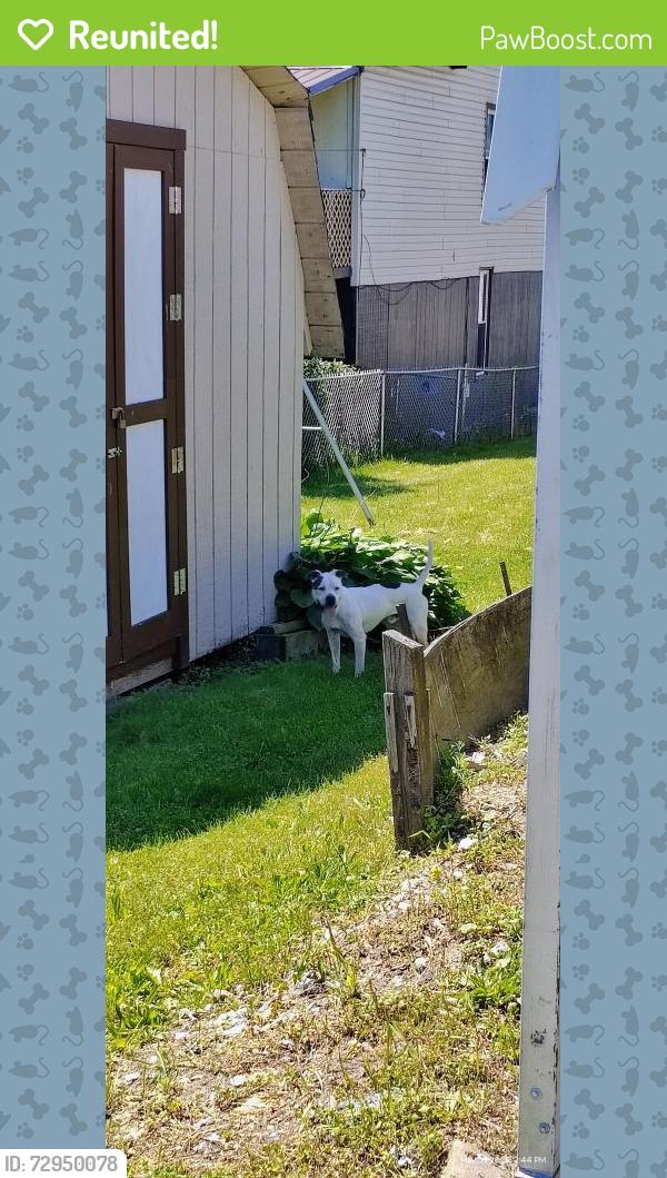 Reunited Male Dog last seen 1st Avenue and 4th Street, Altoona PA, Altoona, PA 16602