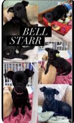 Reunited Female Dog last seen Just adopted a black chiweenie wearing collar, Forney, TX 75126