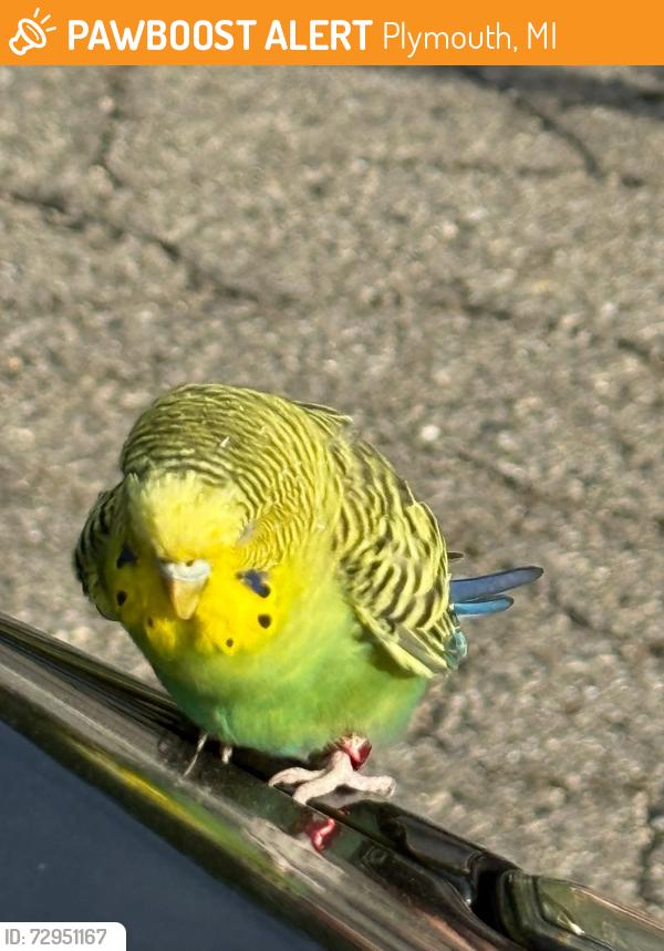 Found/Stray Unknown Bird last seen Hamilton/Red Ryder Dr, Plymouth, MI 48170