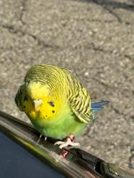 Found/Stray Unknown Bird last seen Hamilton/Red Ryder Dr, Plymouth, MI 48170