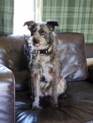 Reunited Female Dog last seen Marina and Dolittle, San Leandro, CA 94577