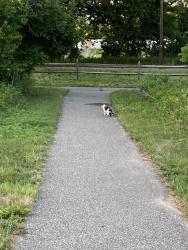 Found/Stray Unknown Cat last seen Pennington Park on creek rd. in Delanco NJ, Beverly, NJ 08010