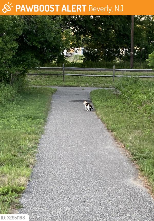 Found/Stray Unknown Cat last seen Pennington Park on creek rd. in Delanco NJ, Beverly, NJ 08010