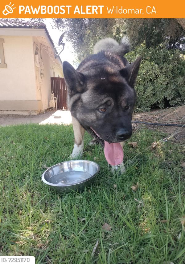 Found/Stray Male Dog last seen Palomar Rd and Primrose , Wildomar, CA 92595