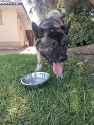 Found/Stray Male Dog last seen Palomar Rd and Primrose , Wildomar, CA 92595