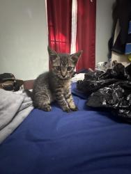 Found/Stray Unknown Cat last seen Brentwood stair, Fort Worth, TX 76112