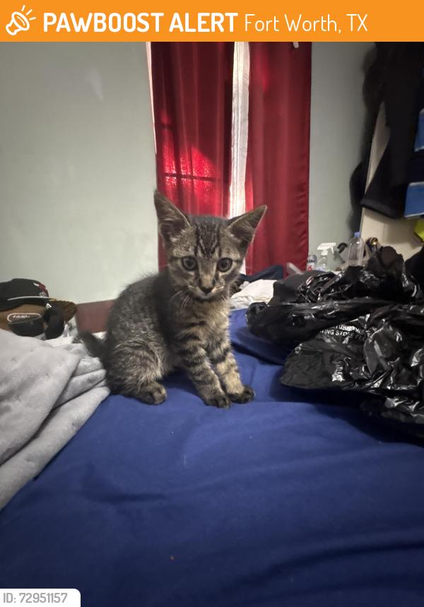Found/Stray Unknown Cat last seen Brentwood stair, Fort Worth, TX 76112