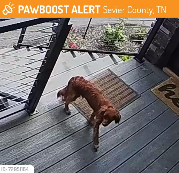 Found/Stray Unknown Dog last seen Heavens View , Sevier County, TN 37876