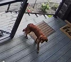 Found/Stray Unknown Dog last seen Heavens View , Sevier County, TN 37876