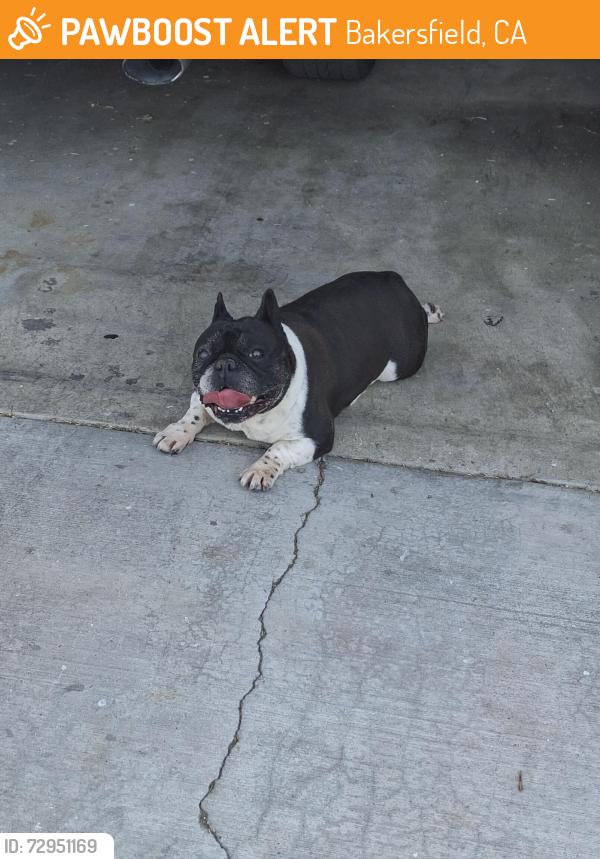 Found/Stray Unknown Dog last seen Monitor & Adelaide St., Bakersfield, CA 93307