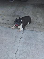 Found/Stray Unknown Dog last seen Monitor & Adelaide St., Bakersfield, CA 93307