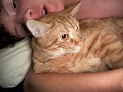 Reunited Male Cat last seen Alpine meadows , McKinney, TX 75071