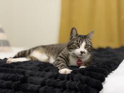 Reunited Male Cat last seen Lives near Olympia Regional Learning Academy., Olympia, WA 98501