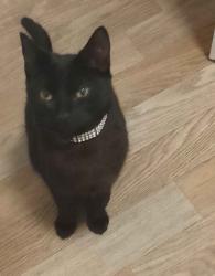 Reunited Female Cat last seen Edge Lane, Fairfield, England L7 0HT