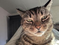 Reunited Female Cat last seen Norwalk Green , Norwalk, CT 06851