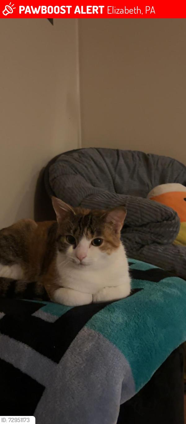 Lost Female Cat last seen grand theatre, Elizabeth, PA 15037