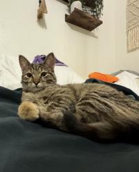 Reunited Female Cat last seen Near s 1430 w, West Jordan, UT 84084