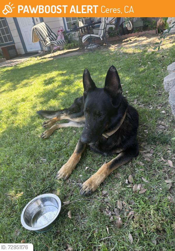 Found/Stray Male Dog last seen By 99 freeway, Ceres, CA 95358