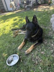 Found/Stray Male Dog last seen By 99 freeway, Ceres, CA 95358