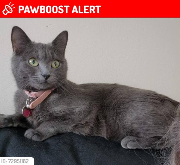 Lost Female Cat last seen Calderwood Drive, Blantyre, Scotland G72 0HH