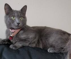 Lost Female Cat last seen Calderwood Drive, Blantyre, Scotland G72 0HH