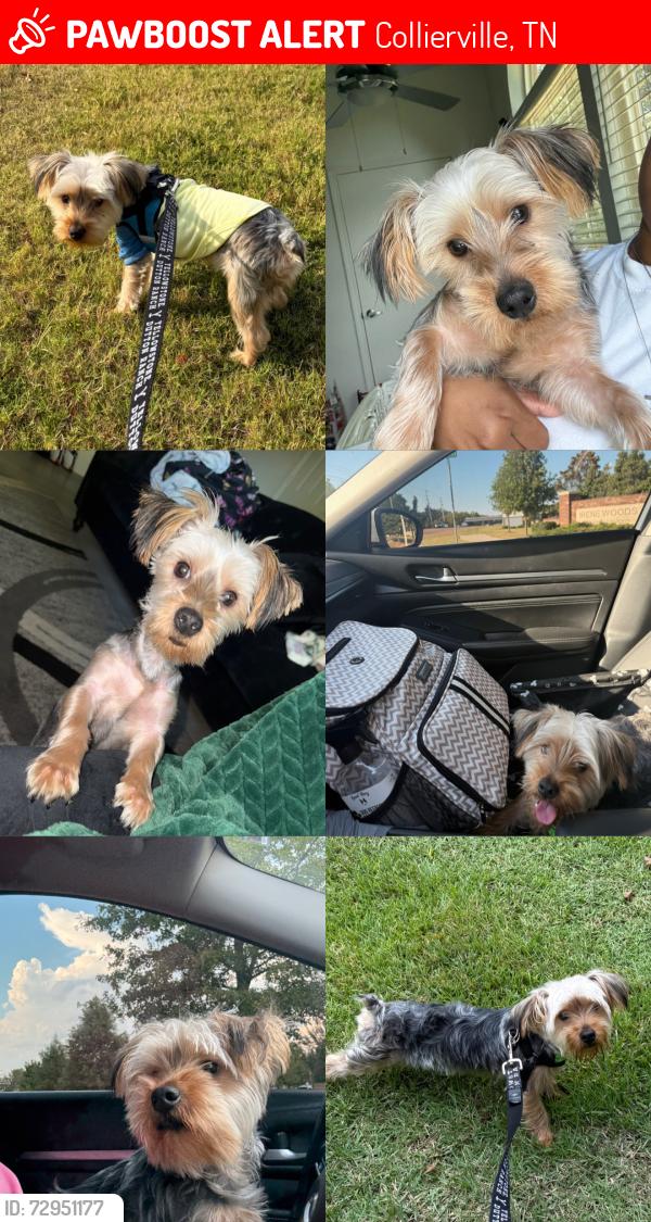 Lost Male Dog last seen irene wood’s apmt complex , Collierville, TN 38017