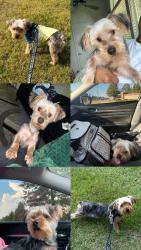 Lost Male Dog last seen irene wood’s apmt complex , Collierville, TN 38017