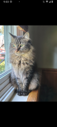 Reunited Male Cat last seen Sagutack , Montgomery, IL 60538