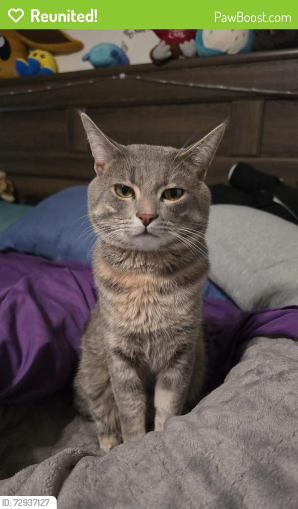 Reunited Male Cat last seen Bordelon St, San Diego, CA 92124